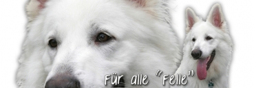 Spardose Schweizer Schäferhund (Berger Blanc Suisse) #2